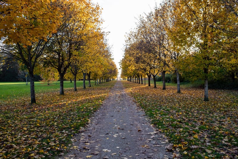 Tree-lined gravel allee with golden autumn foliage creating vanishing point perspective at a French abbey entrance