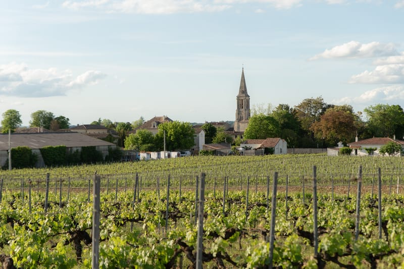 Vineyard rows with French village and stone church steeple in background