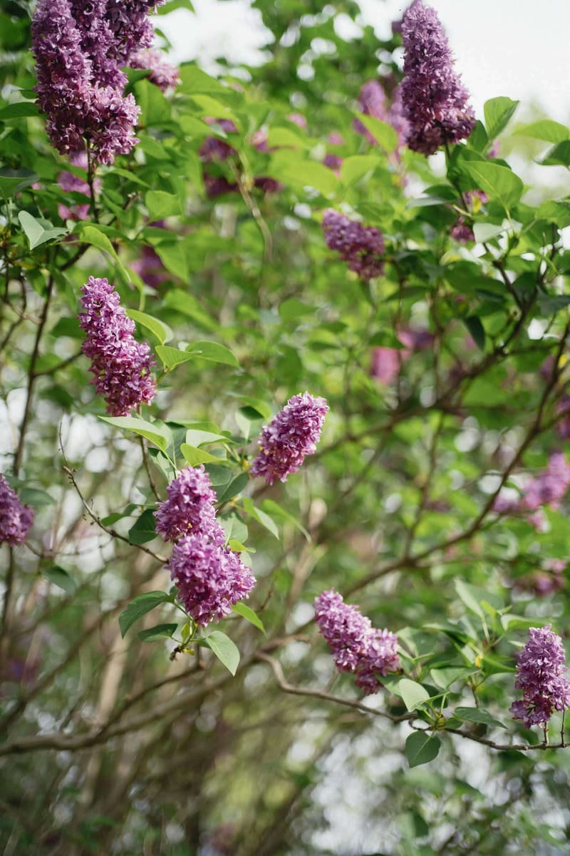 Close-up of lilac bush in full bloom with purple-violet flower clusters and green foliage