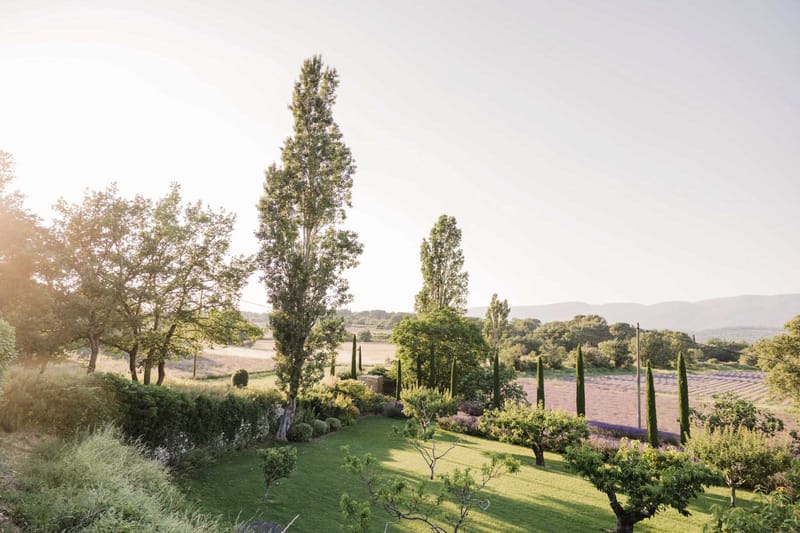Provencal grounds at golden hour with cypress trees poplar row lavender fields and distant mountain silhouettes