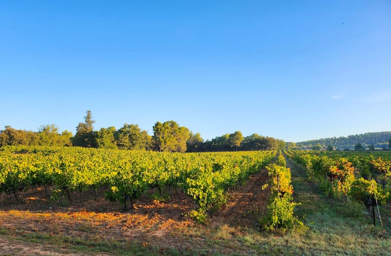 Vineyard rows with yellow-green foliage and red soil in autumn countryside landscape