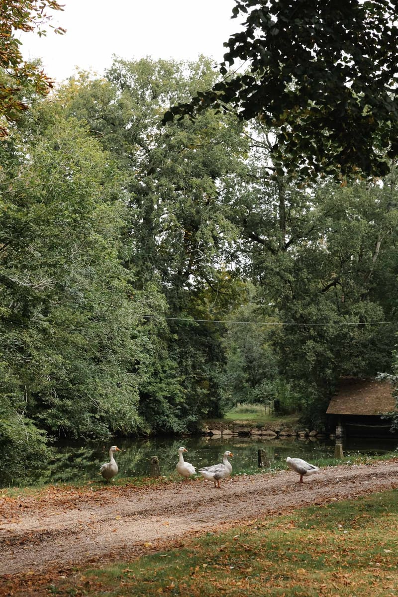 Countryside wedding venue with white geese by pond and mature trees creating natural pastoral setting