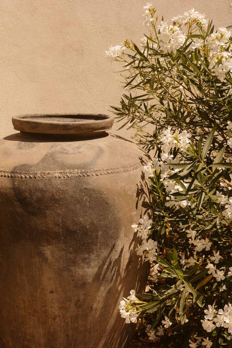 Terracotta urn with white flowering plants against stucco wall at rustic outdoor venue