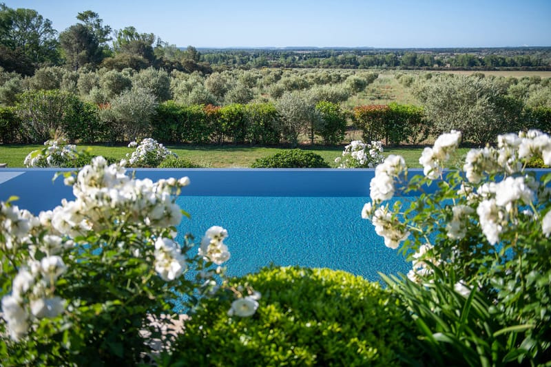 Turquoise infinity pool framed by white rose bushes with olive trees and Mediterranean landscape beyond
