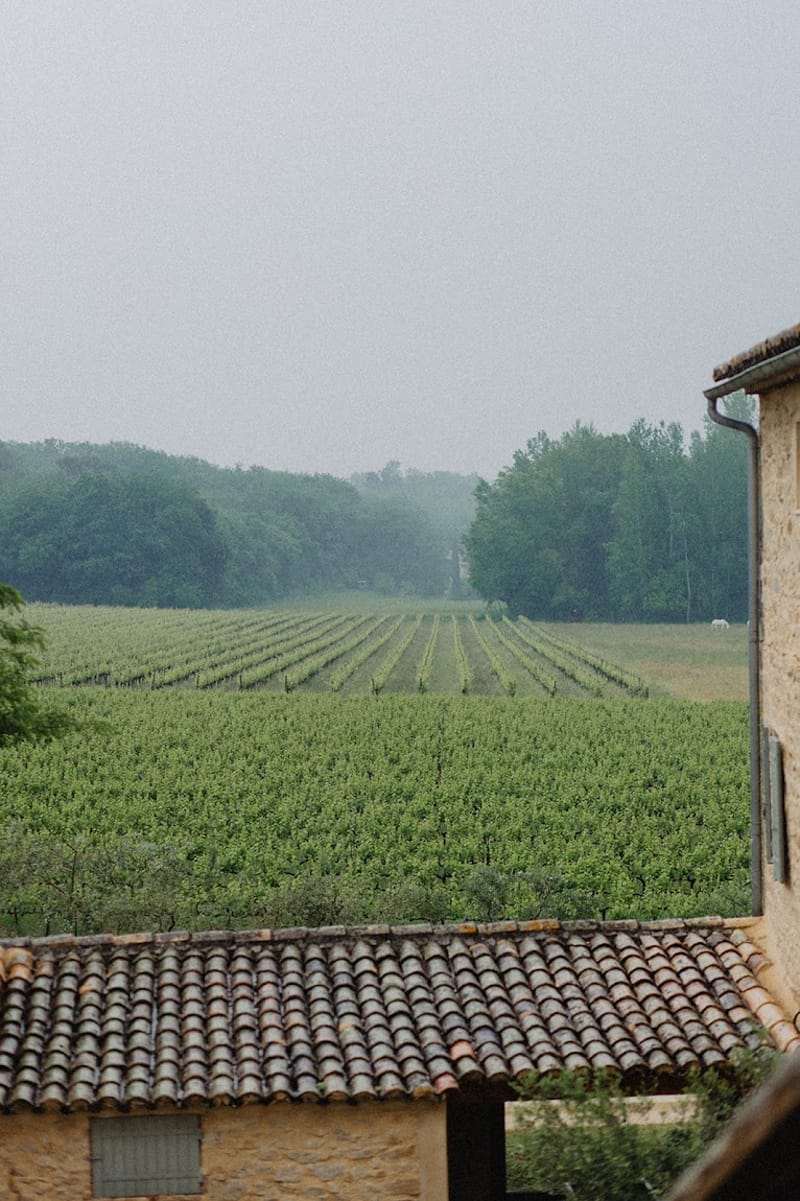 Vineyard rows stretching to treeline from terracotta-roofed stone building under misty overcast sky
