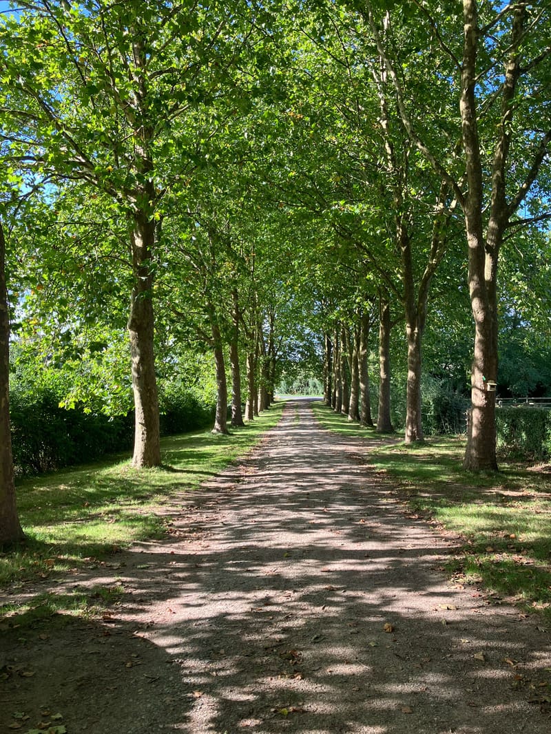 Tree-lined gravel allee with mature plane trees forming natural tunnel in summer foliage