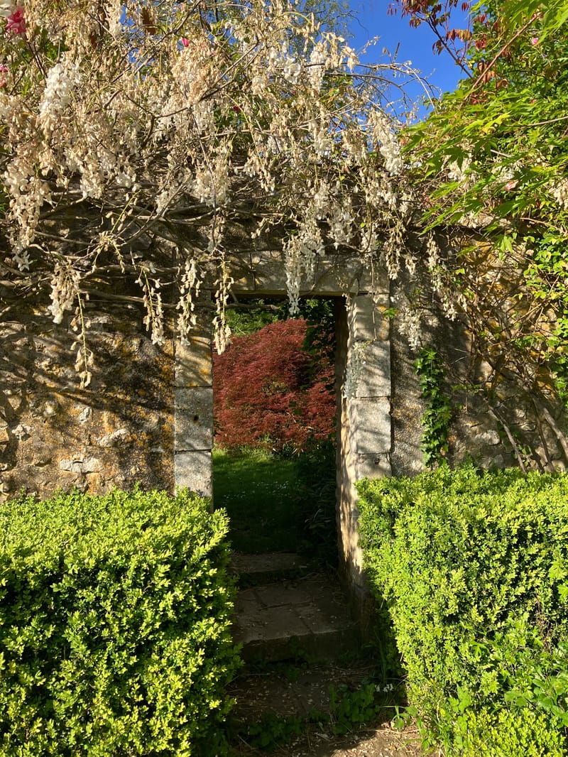 Stone garden gate framed by white wisteria with box hedging and red Japanese maple beyond