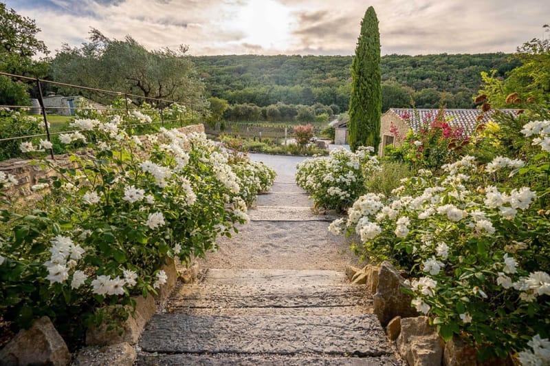 Provencal garden staircase flanked by white rose shrubs with cypress tree and stone buildings