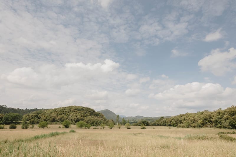 Open field with golden grass and wooded hills in the French countryside near a wedding venue