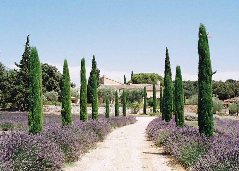 Provencal mas farmhouse approached via cypress-lined gravel driveway with lavender borders