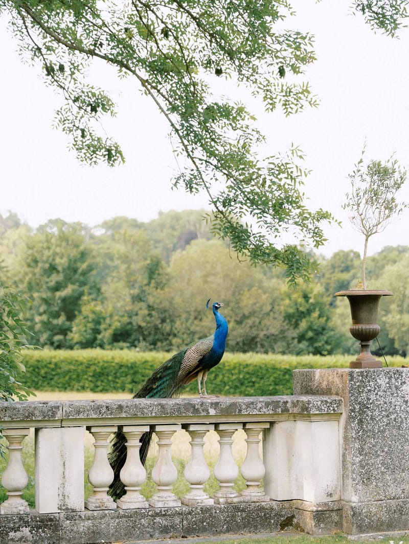 Peacock standing on stone balustrade at chateau grounds with manicured hedgerows and stone urn planter
