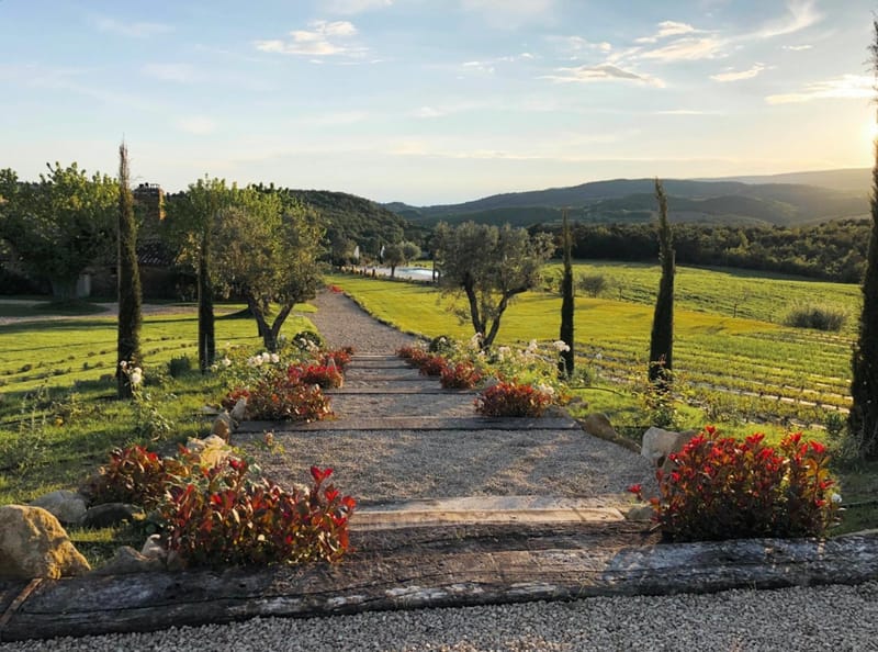 Gravel allee with red photinia, white roses, olive and cypress trees leading to pool and vineyard