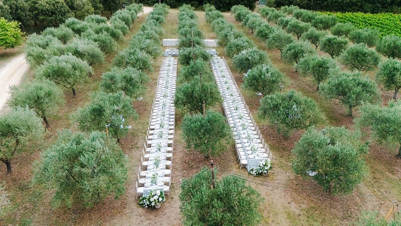 Aerial view of long banquet tables set between olive trees at Domaine de Valbonne
