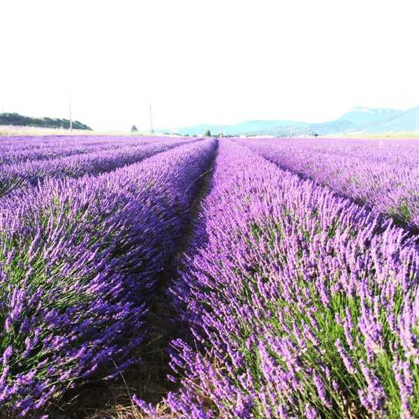 lavender fields in provence