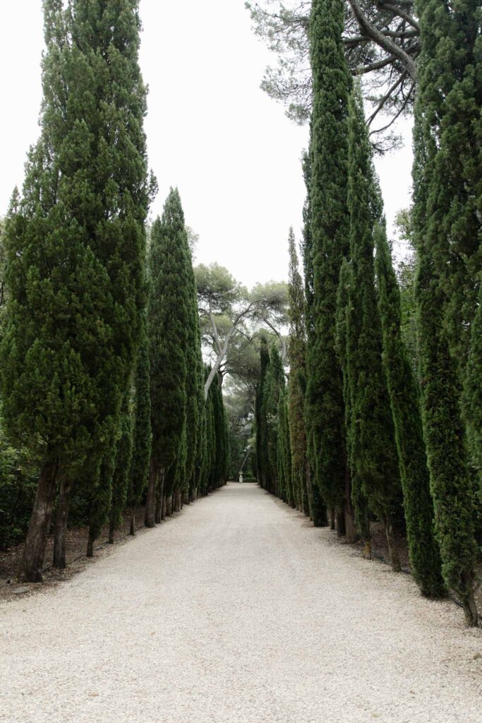 Chateau de Martinay Despinoy Wedding pine trees lined up side road clear