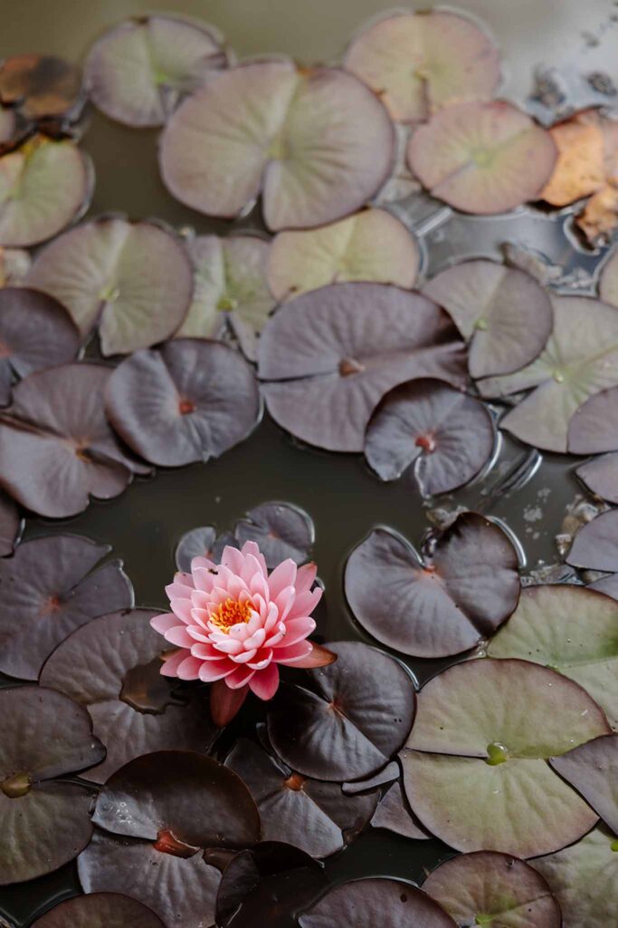 Mariage dime de giverny lily pond with pink flower